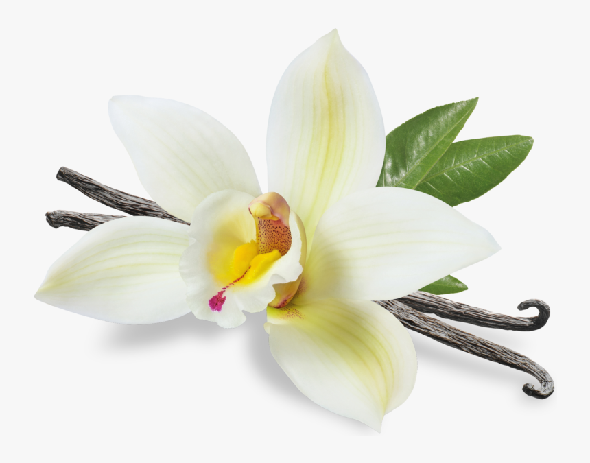 Vanilla, HD Png Download, Free Download