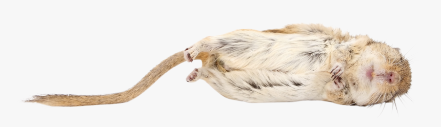 Hamster, HD Png Download, Free Download