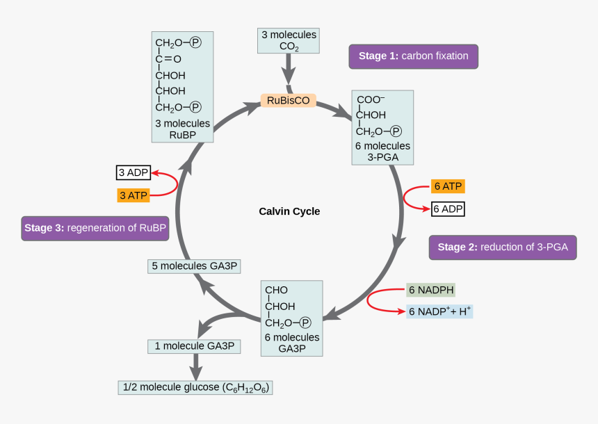 A Diagram Of The Calvin Cycle Is Shown With Its Three - Explain Calvin Cycle With Diagram, HD Png Download, Free Download
