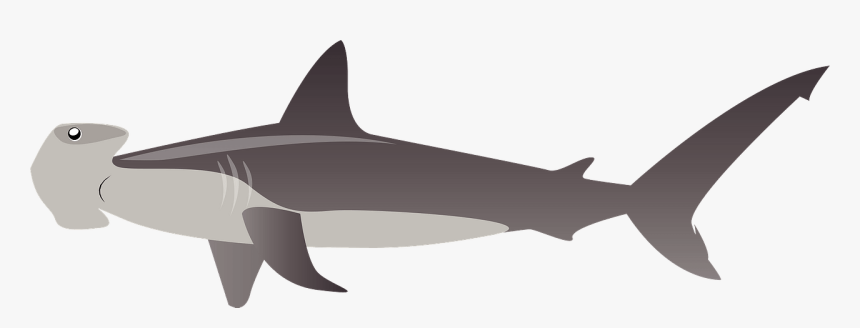 Killer Whale, HD Png Download, Free Download