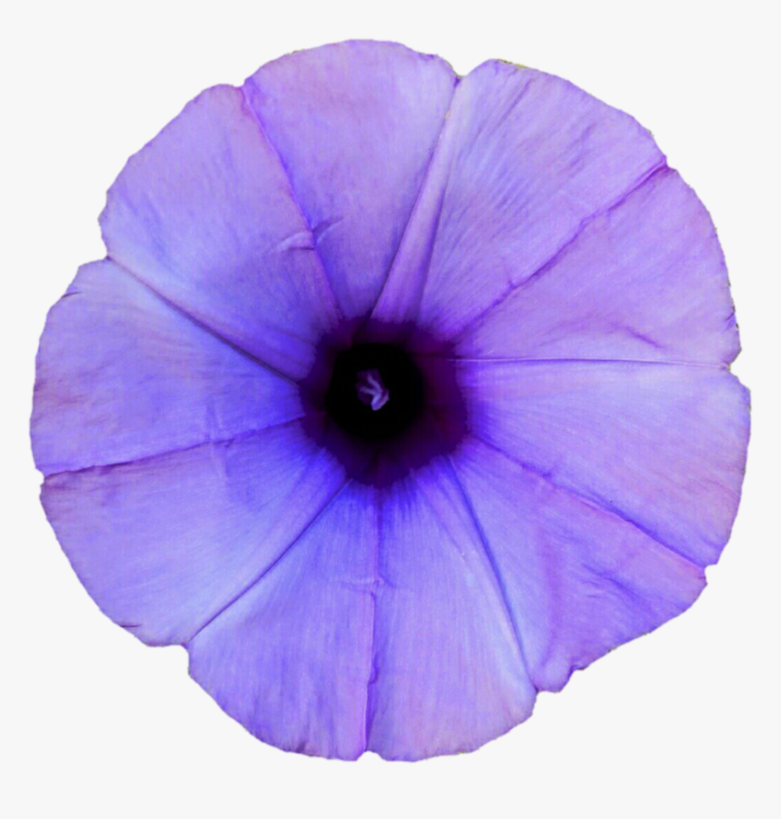 Thumb Image - Light Purple Morning Glory, HD Png Download, Free Download