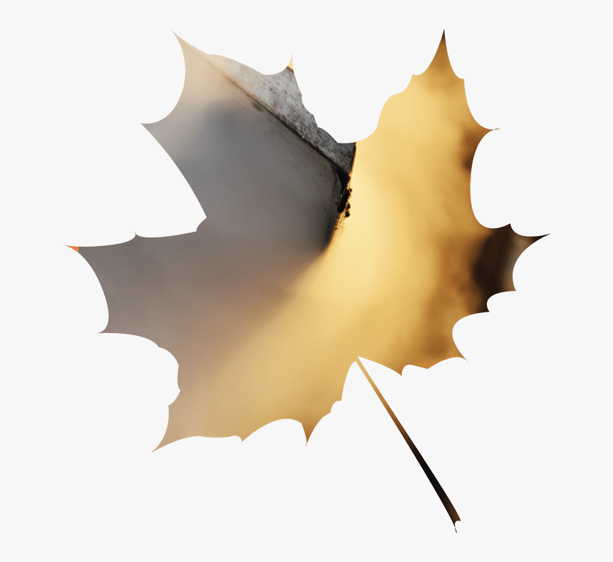 Maple Leaf, HD Png Download, Free Download