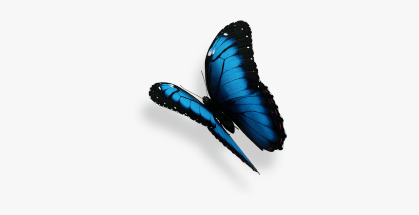 Butterfly, HD Png Download, Free Download