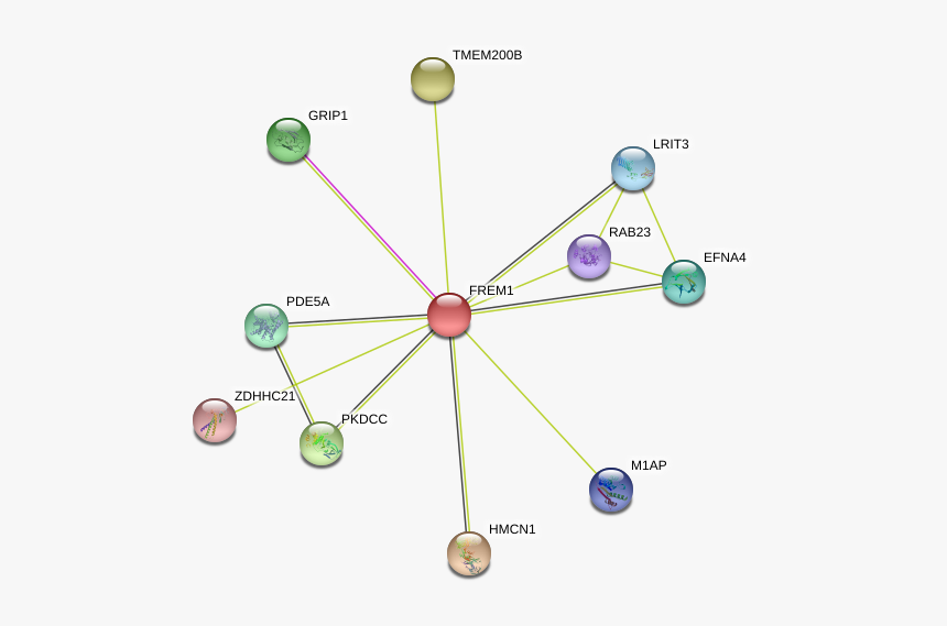 Frem1 Protein - Circle, HD Png Download, Free Download