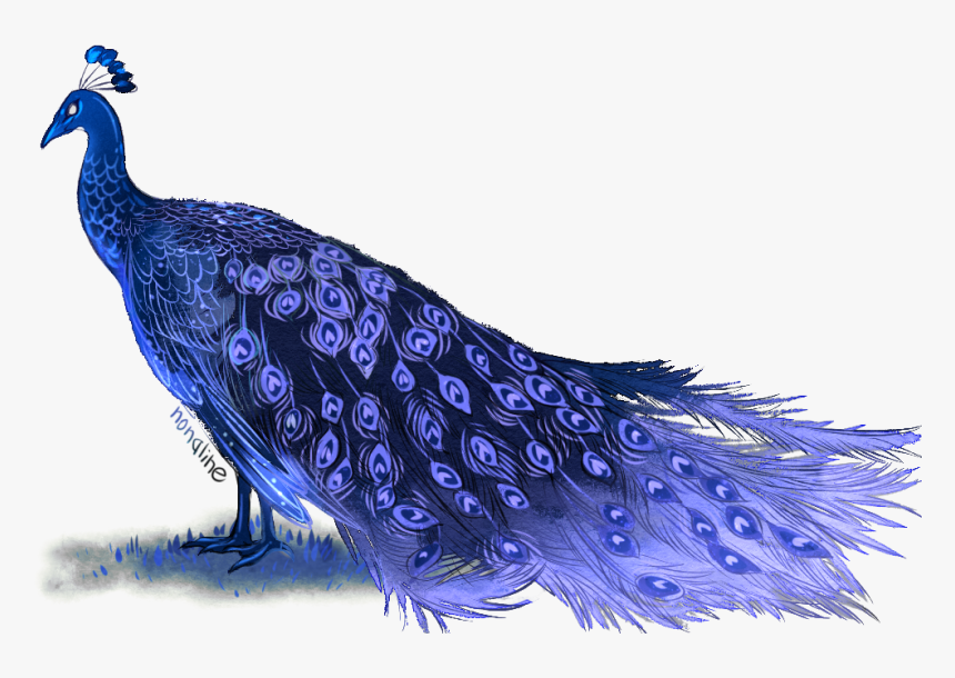 War3pzi - Peafowl, HD Png Download, Free Download
