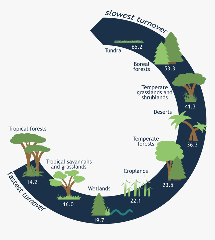 In Order Of Fastest Turnover Times To Slowest Turnover - Illustration, HD Png Download, Free Download