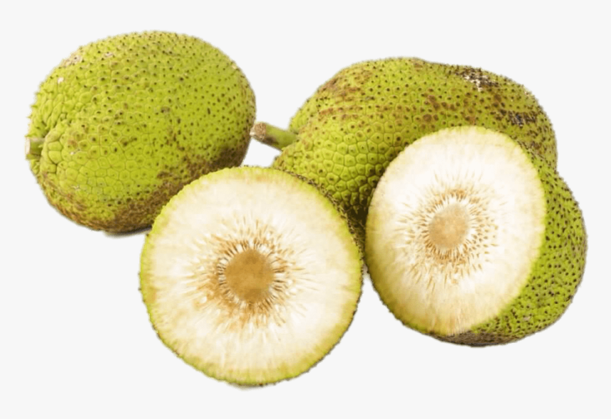 Fresh Breadfruit - Fruit De L Arbre A Pain, HD Png Download, Free Download