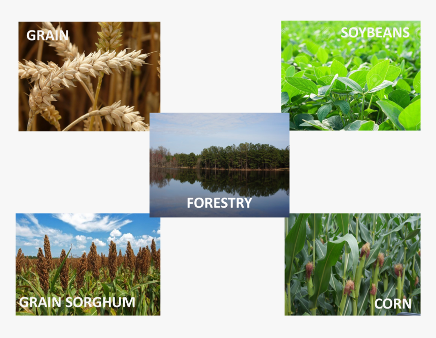 Cash Crop, HD Png Download, Free Download