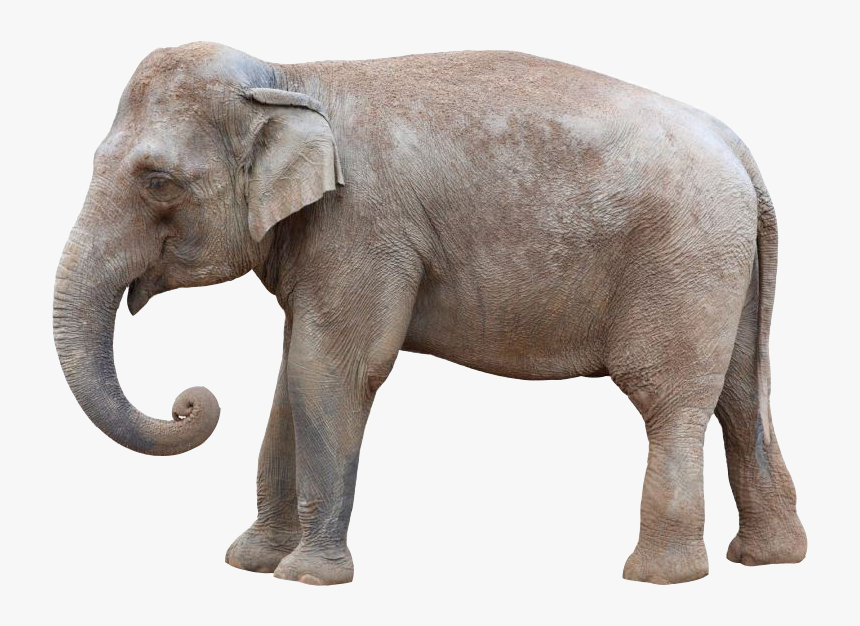 Asian Elephant Cut Out, HD Png Download, Free Download