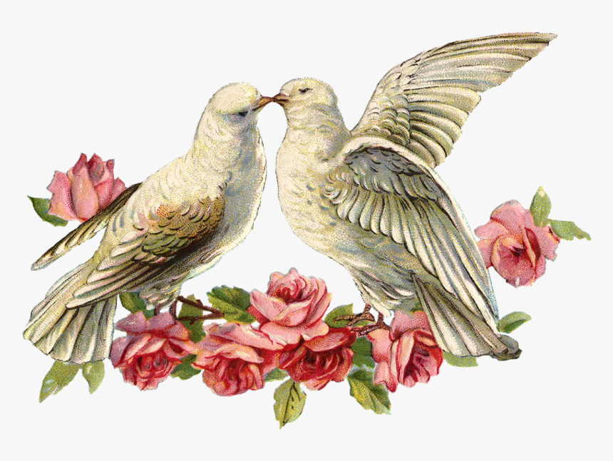 Everything Is Ohwaycool - Transparent Dove Wedding Png, Png Download, Free Download