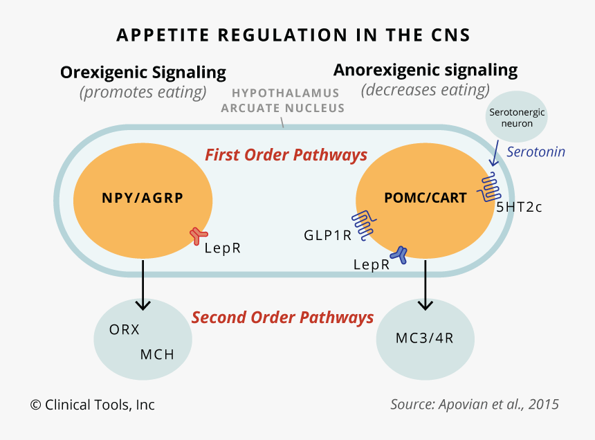 Diagram, HD Png Download, Free Download