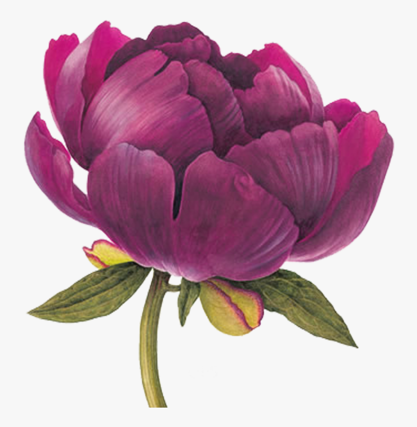 Element Pinterest Flowers Watercolor - Botanical Illustration Peony Drawing, HD Png Download, Free Download