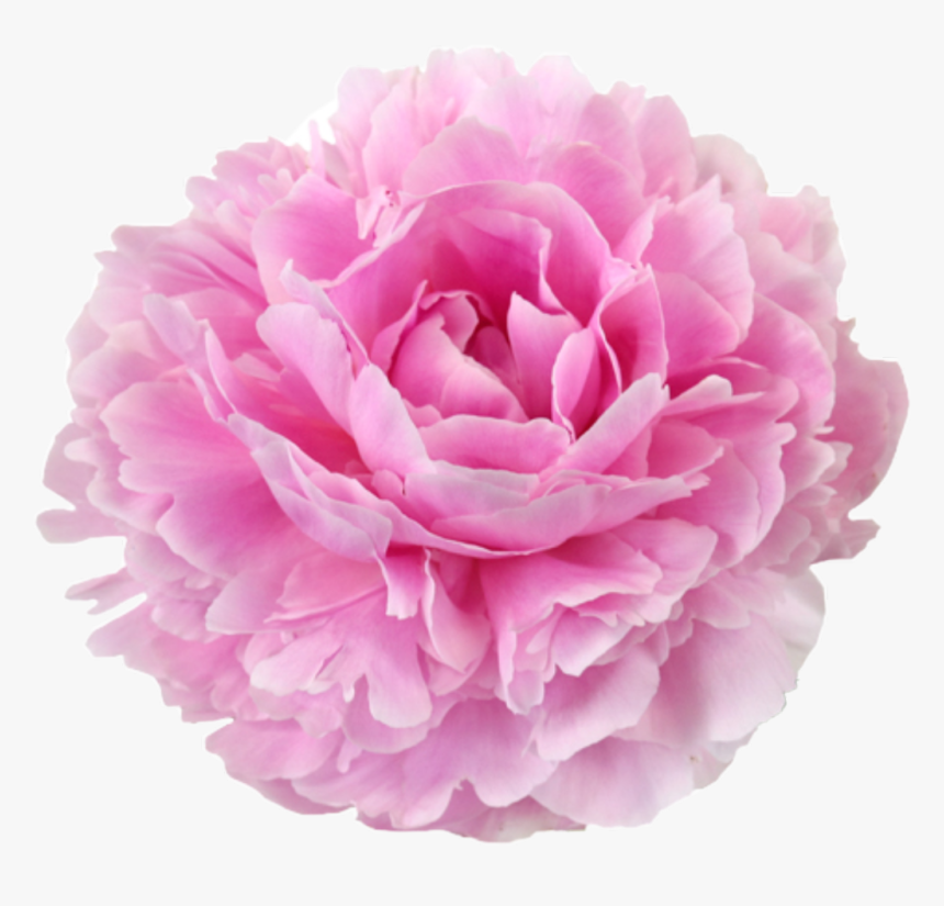 Transparent Pink Peony Png - Beautycounter No 2 Mask, Png Download, Free Download