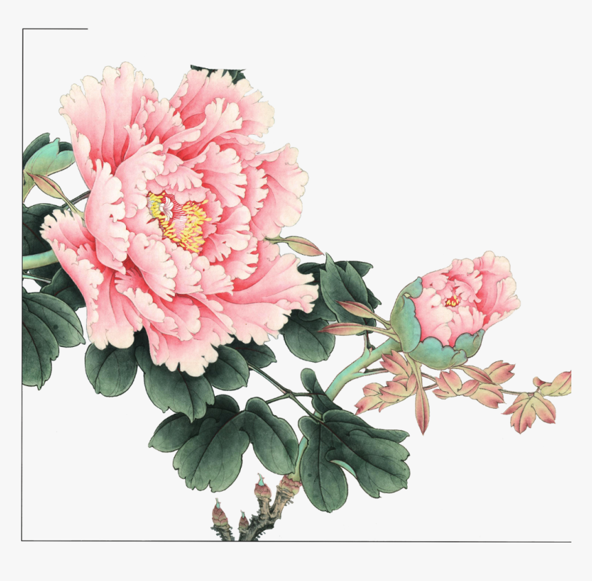 Common Peony, HD Png Download, Free Download