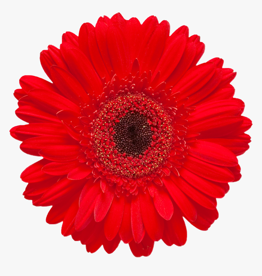 Gerbera Jamesonii Red Flower Stock Photography Daisy - Gerbera Red Daisy Transparent, HD Png Download, Free Download