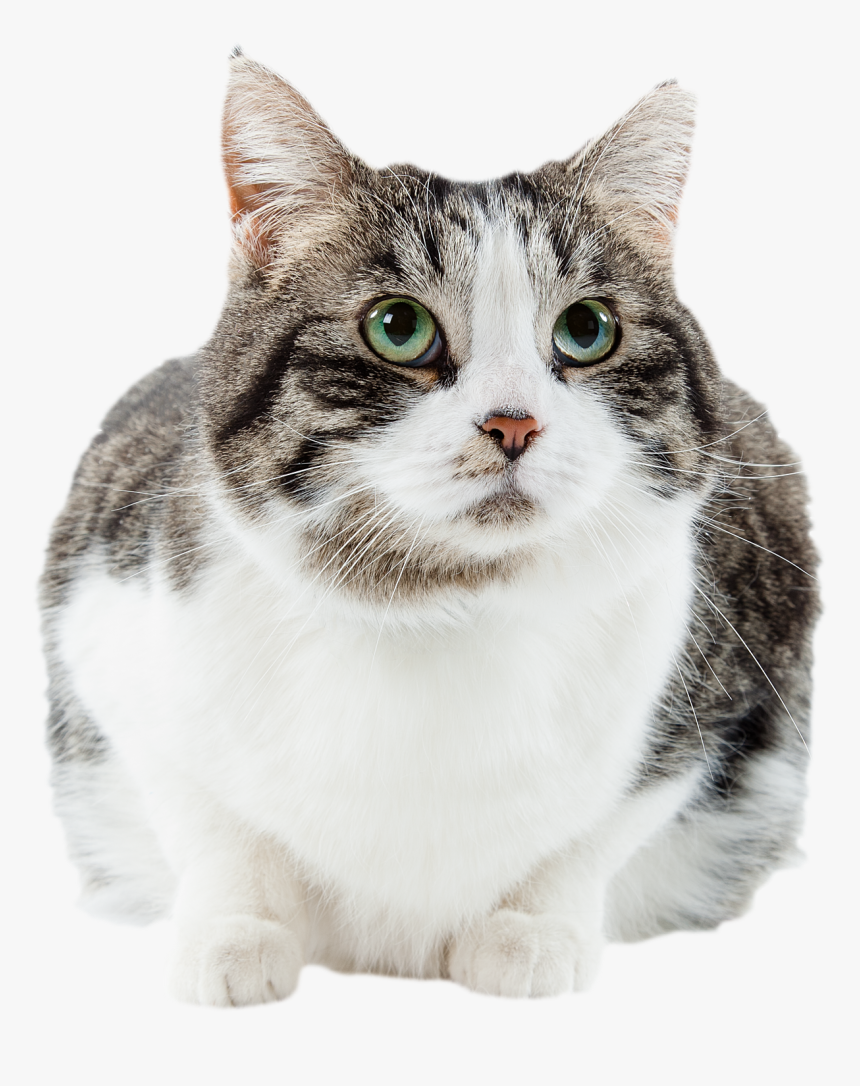 Domestic Short-haired Cat, HD Png Download, Free Download