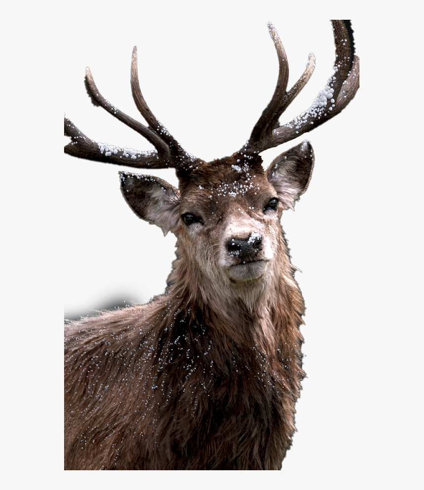 Stag Png Background - Antler, Transparent Png, Free Download