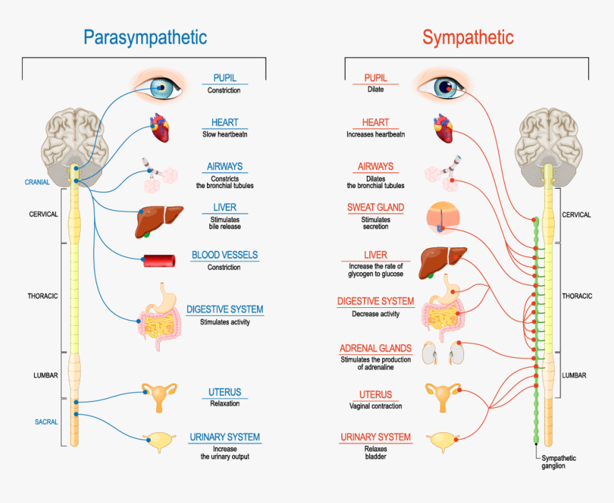 Sympathetic And Parasympathetic Nervous System, HD Png Download, Free Download