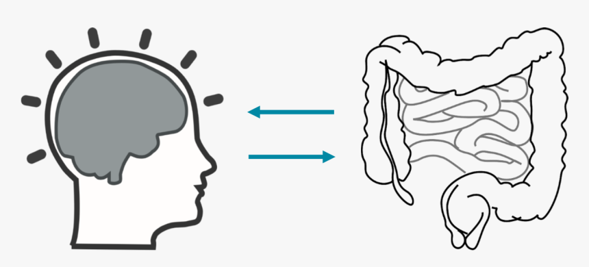 Intestines Clipart, HD Png Download, Free Download