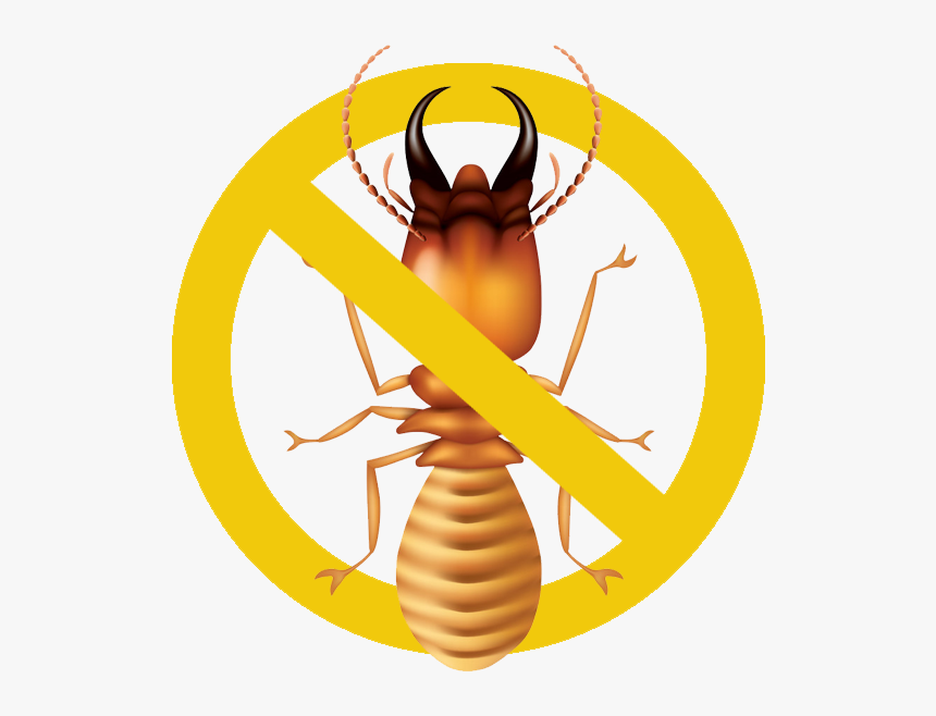 Featured image of post Termite Vector Png 3449 png vectors graphics to download png 3449