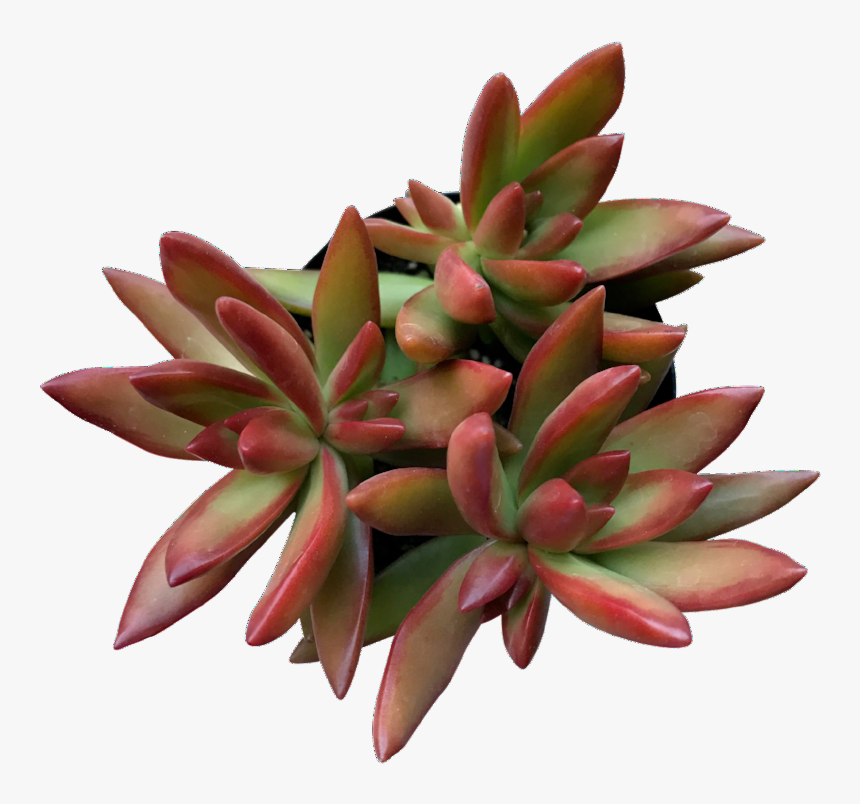 Firestorm Succulent , Png Download - Echeveria, Transparent Png, Free Download