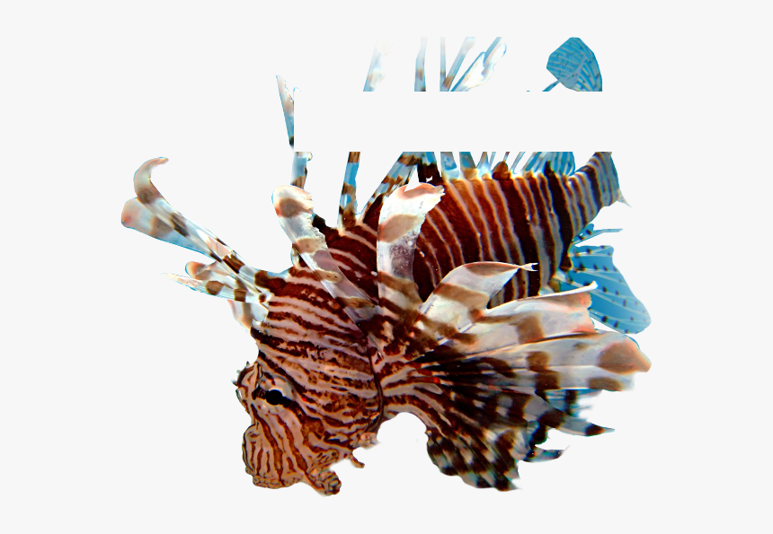 Lionfish, HD Png Download, Free Download