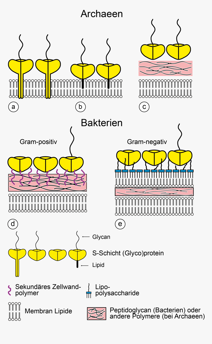 Cw-architektur 1 - S Layer Archaea Cell Wall, HD Png Download, Free Download