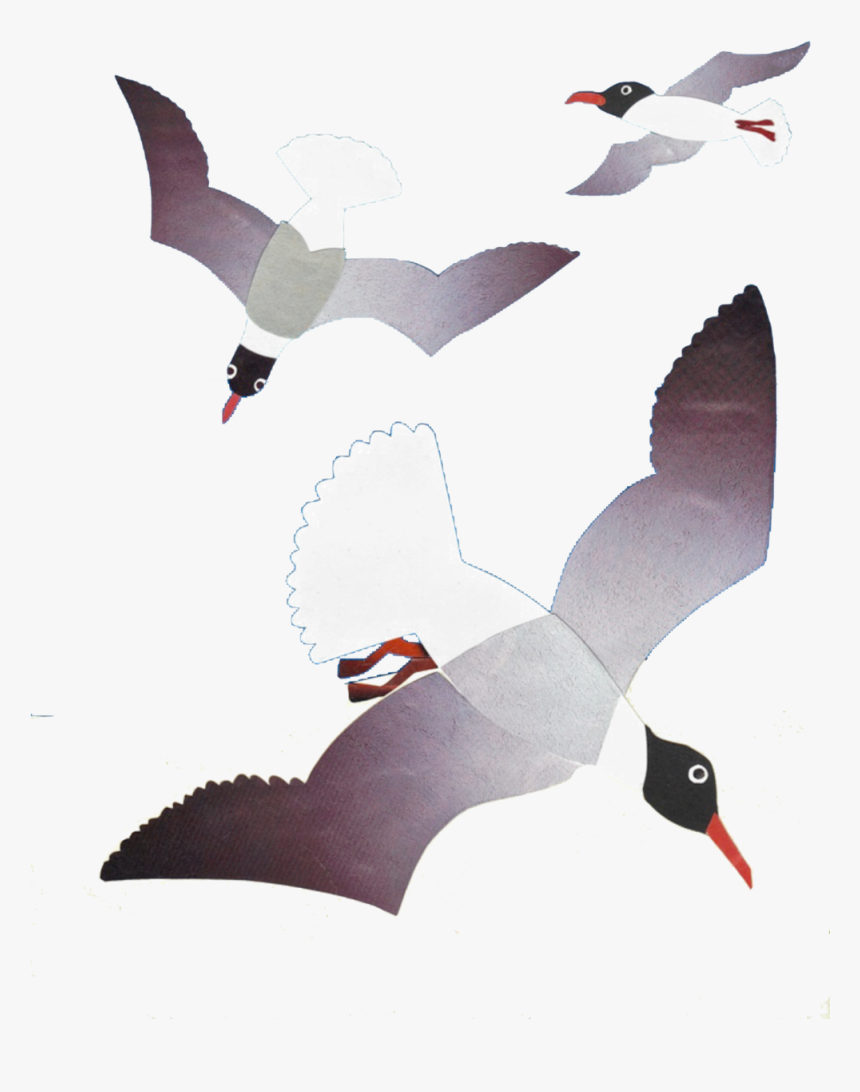 Laughing Gull Image Phillis - Flock, HD Png Download, Free Download