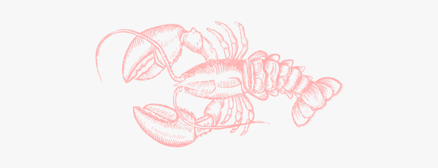 Lobster Social Logo-01 - Sketch, HD Png Download, Free Download