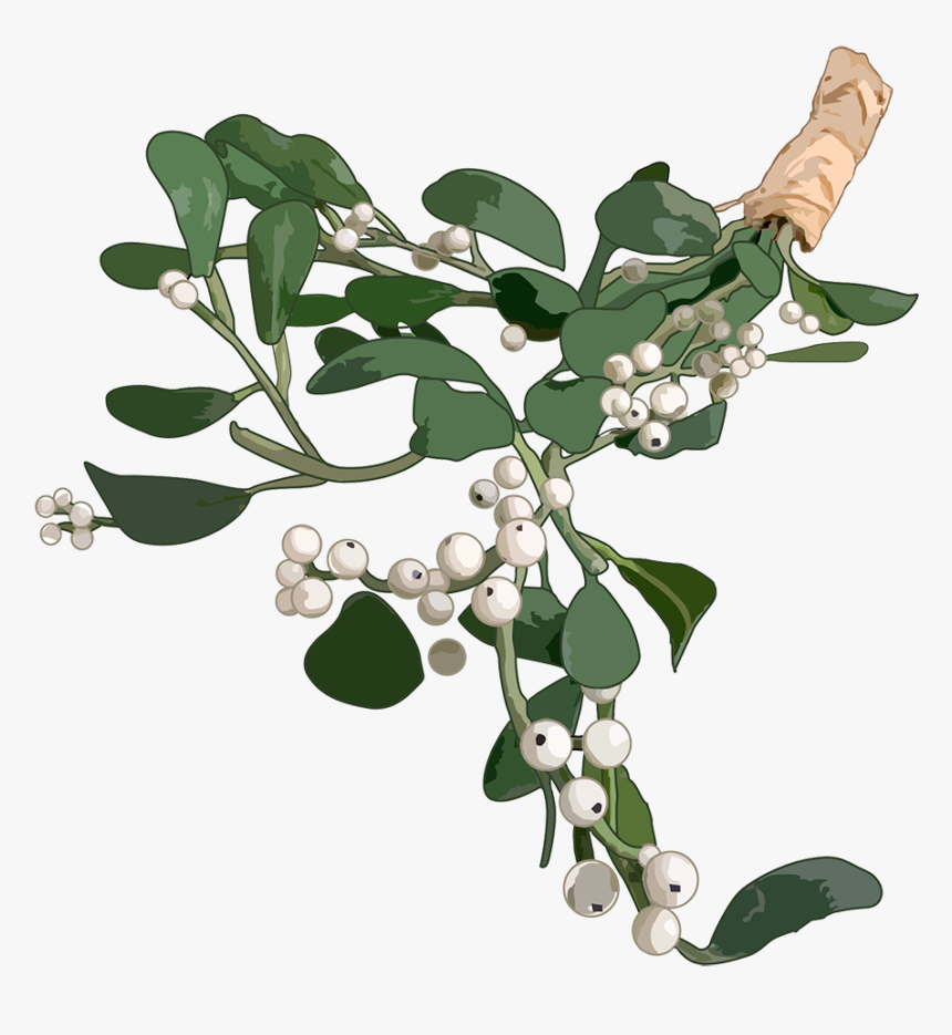 Mistletoe For Christmas Clipart - History Of Mistletoe, HD Png Download, Free Download