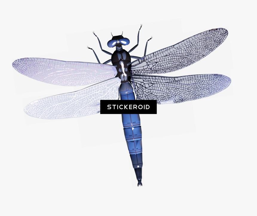 Dragonfly , Png Download - Dragonfly Silhouette, Transparent Png, Free Download