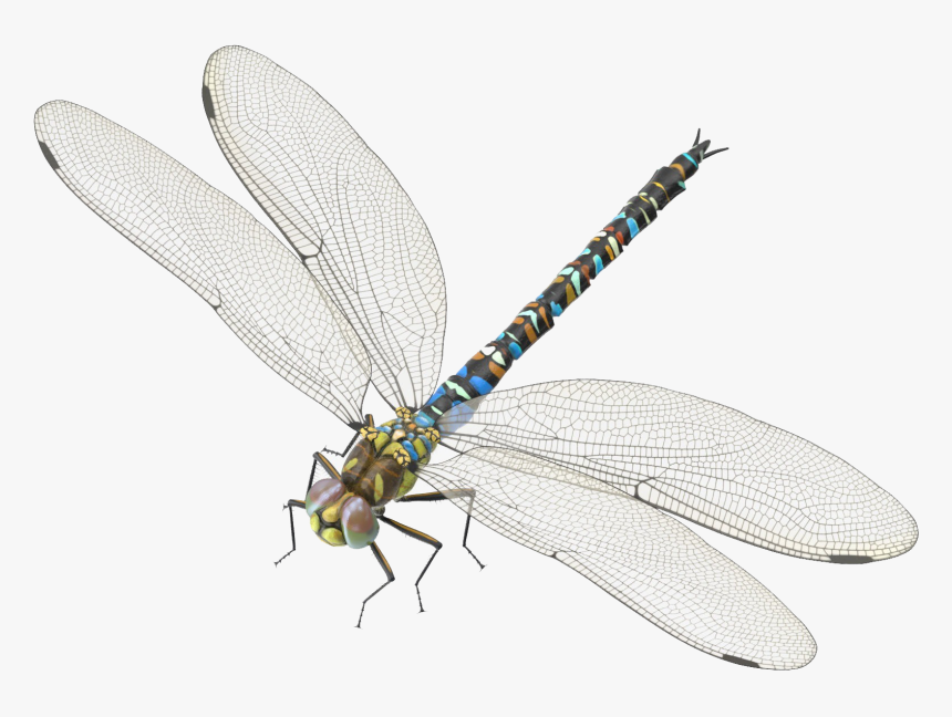 Dragonfly Png Transparent Photo - Hawker Dragonflies, Png Download, Free Download