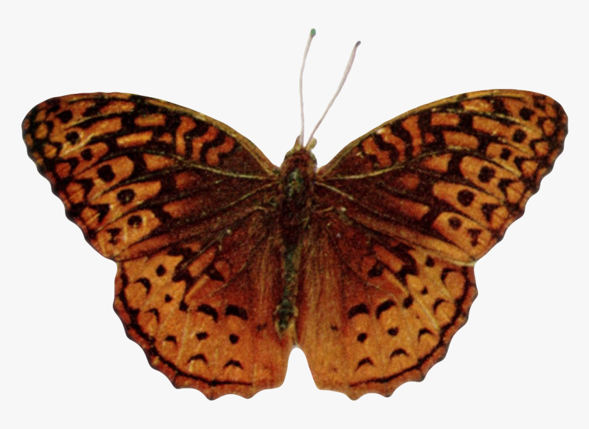 Speyeria Aphrodite Alcestis-transparent - Silver-washed Fritillary, HD Png Download, Free Download