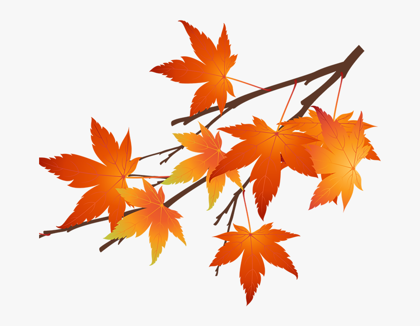 Autumn Maple Leaf Png Transparent Png Kindpng Autumn Maple Leaf Png Transparent Png Kindpng