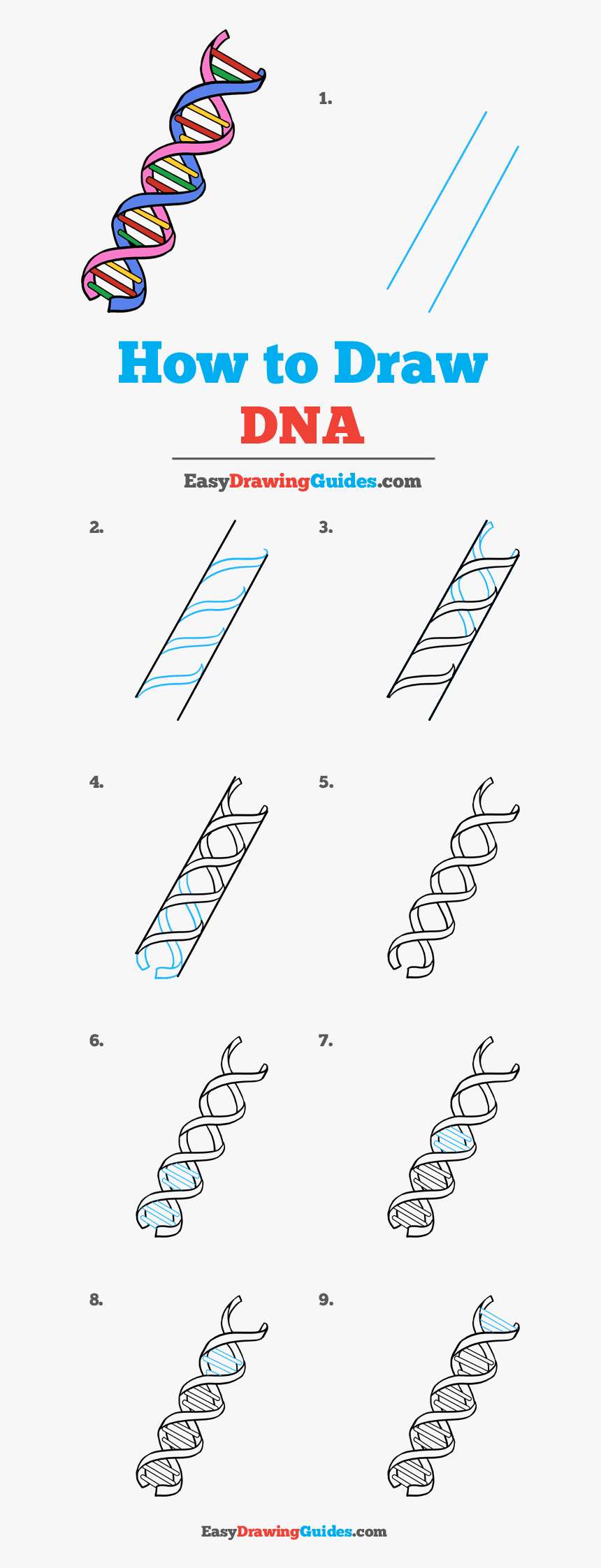 How To Draw Dna - Step By Step Dna Drawing Easy, HD Png Download, Free Download