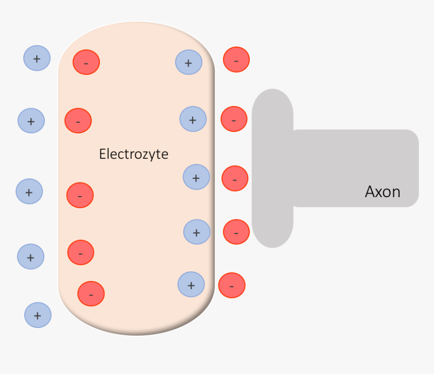 Aktive Electrozyte - Circle, HD Png Download, Free Download