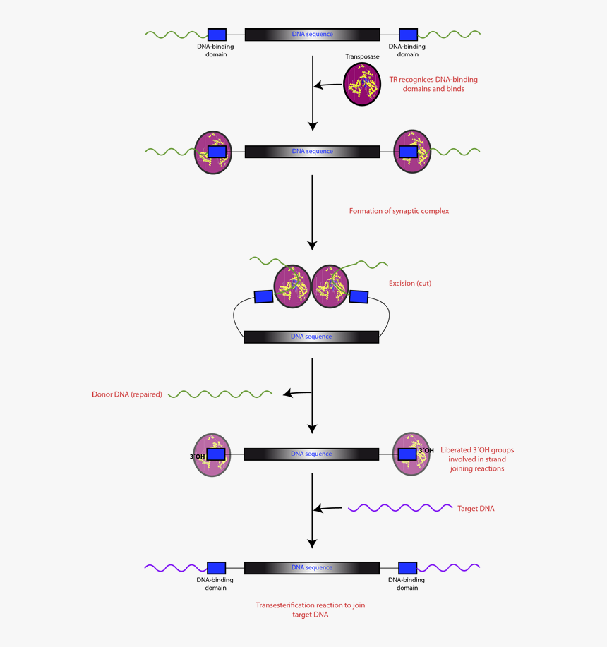 Diagram, HD Png Download, Free Download