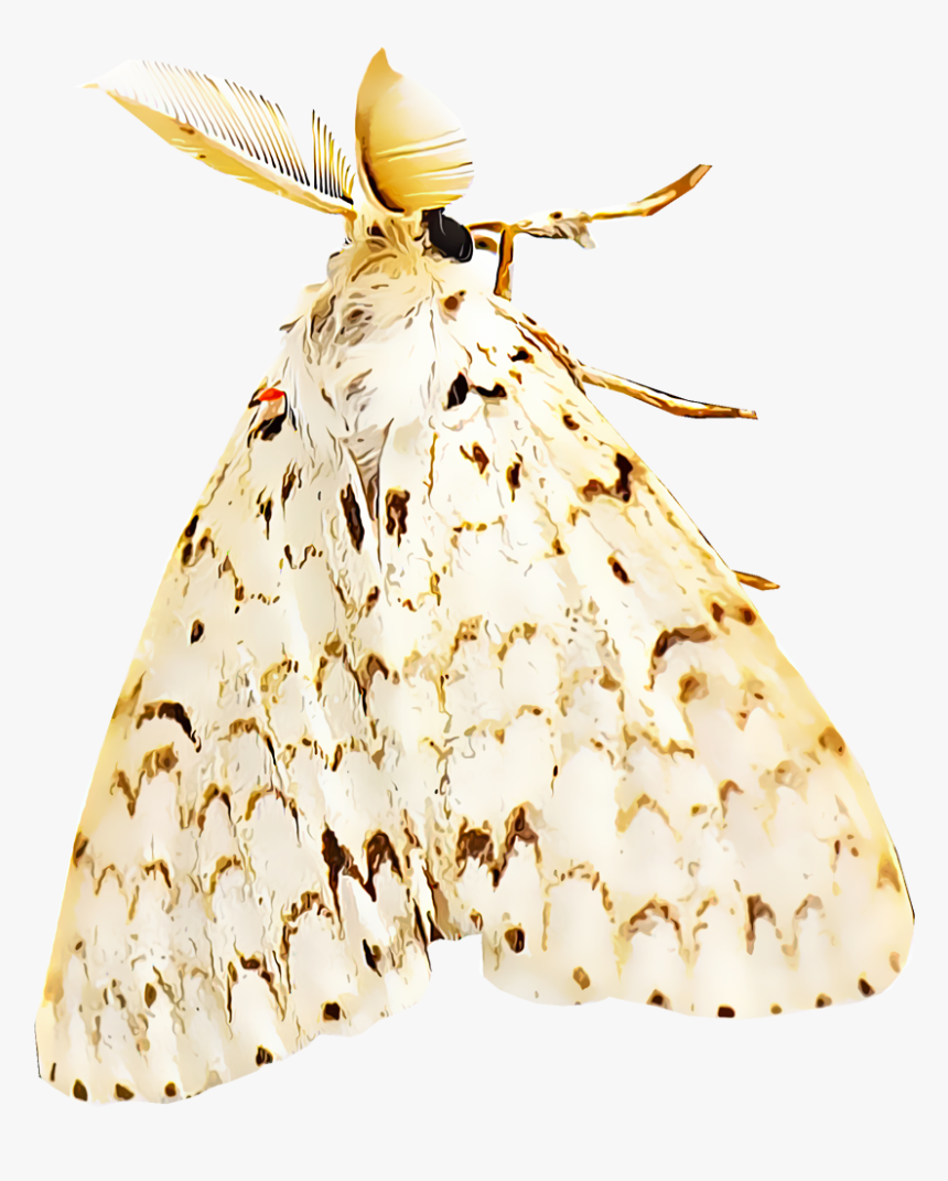 Gypsy Moth, HD Png Download, Free Download