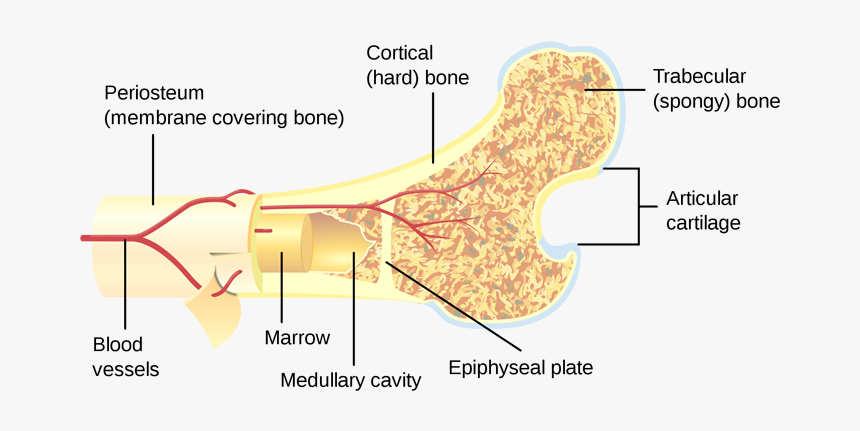 Cross Section Of A Bone, HD Png Download, Free Download