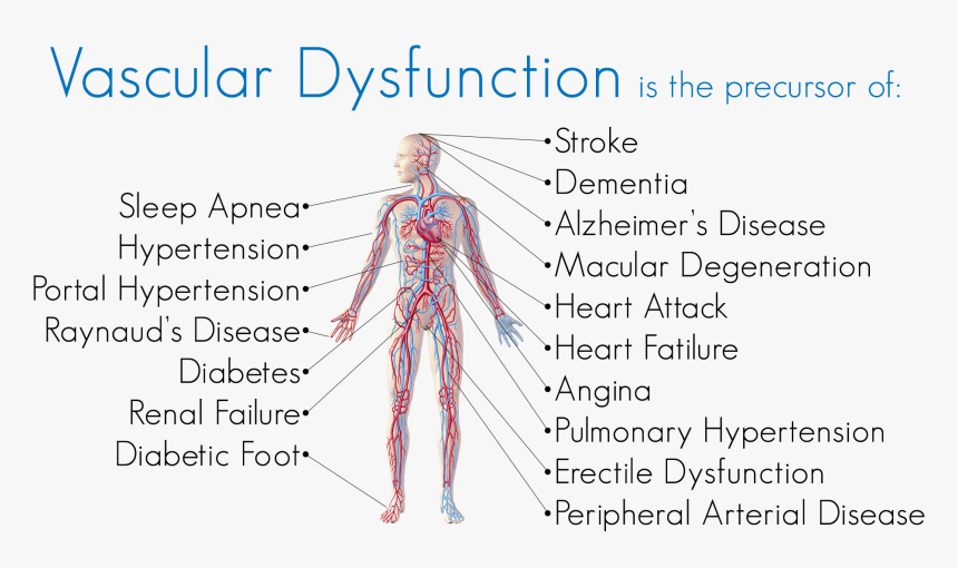 Diagram, HD Png Download, Free Download