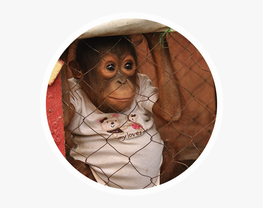 Palm Oil Deforestation - Orangutan, HD Png Download, Free Download