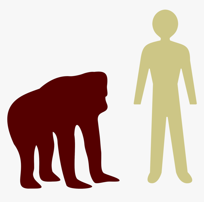 ملف - Orangutan-human Comparison - Svg - Orangutan - Height Of An Orangutan, HD Png Download, Free Download