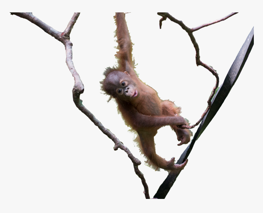 Orangutan , Png Download - New World Monkey, Transparent Png, Free Download