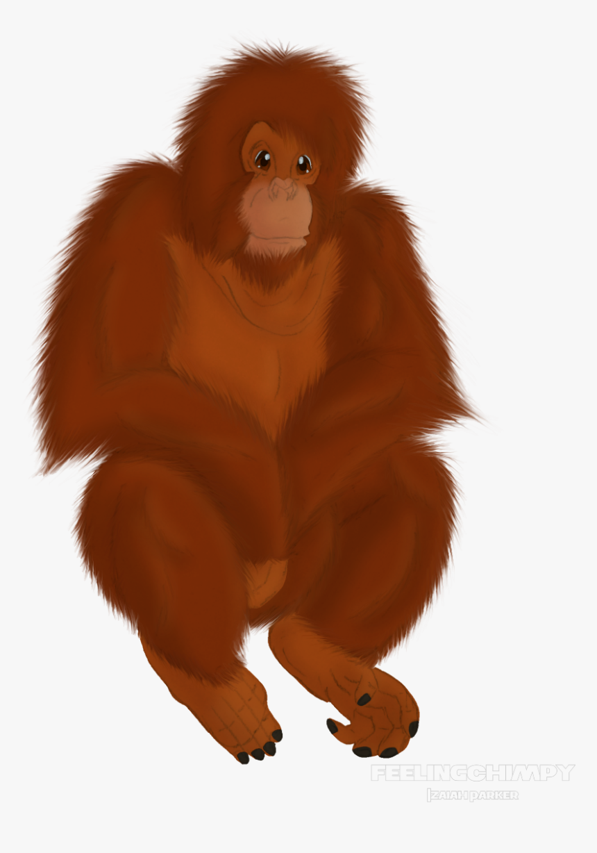 Rowan Orangutan - Orangutan Cartoon Transparent, HD Png Download, Free Download