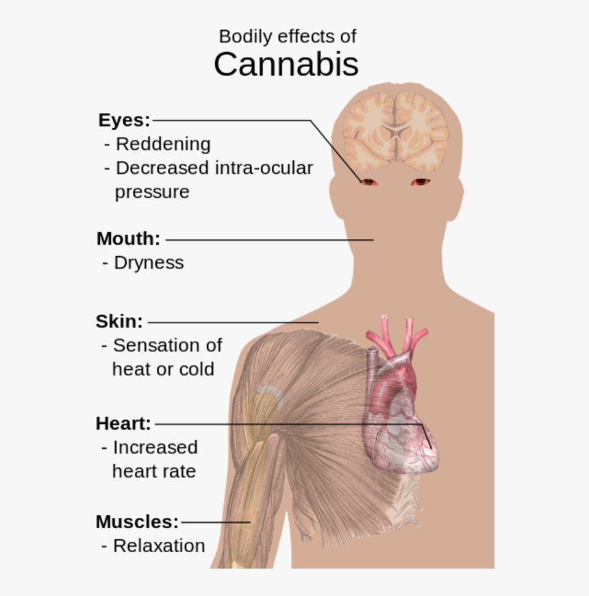 Bodily Effects Of Cannabis Eyes - Body Effects Of Cannabis, HD Png Download, Free Download