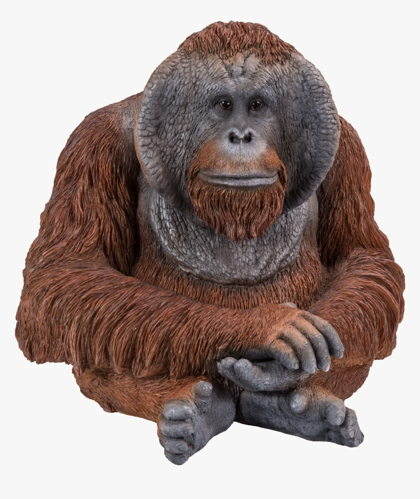Orangutan Sitting, HD Png Download, Free Download