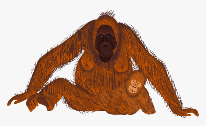 Orangutan, HD Png Download, Free Download