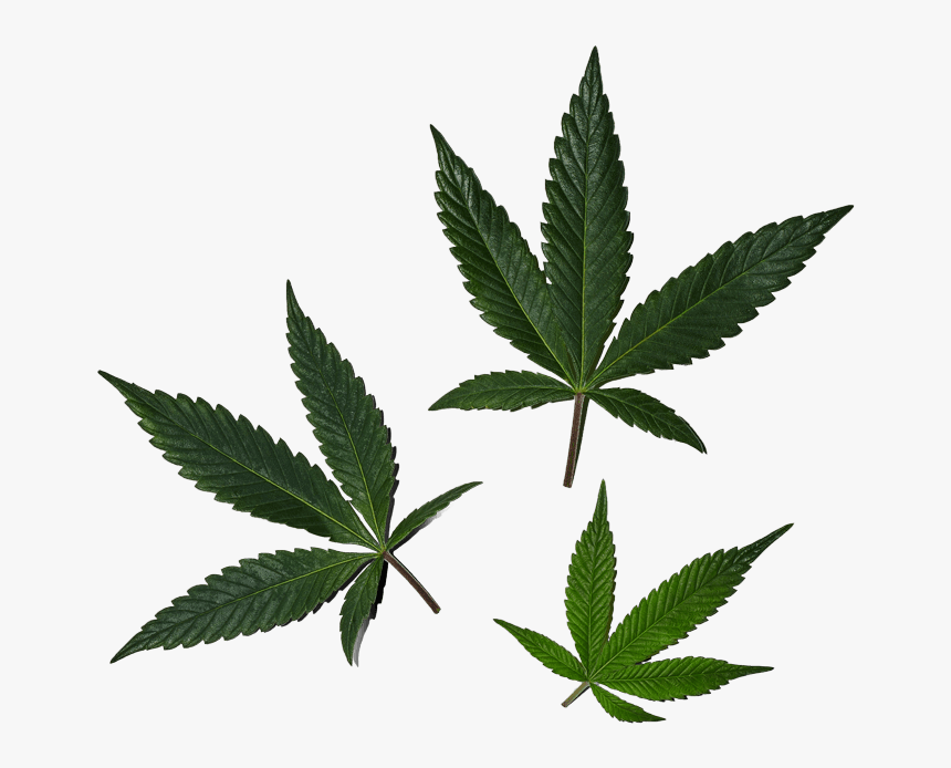 Cannabis, HD Png Download, Free Download