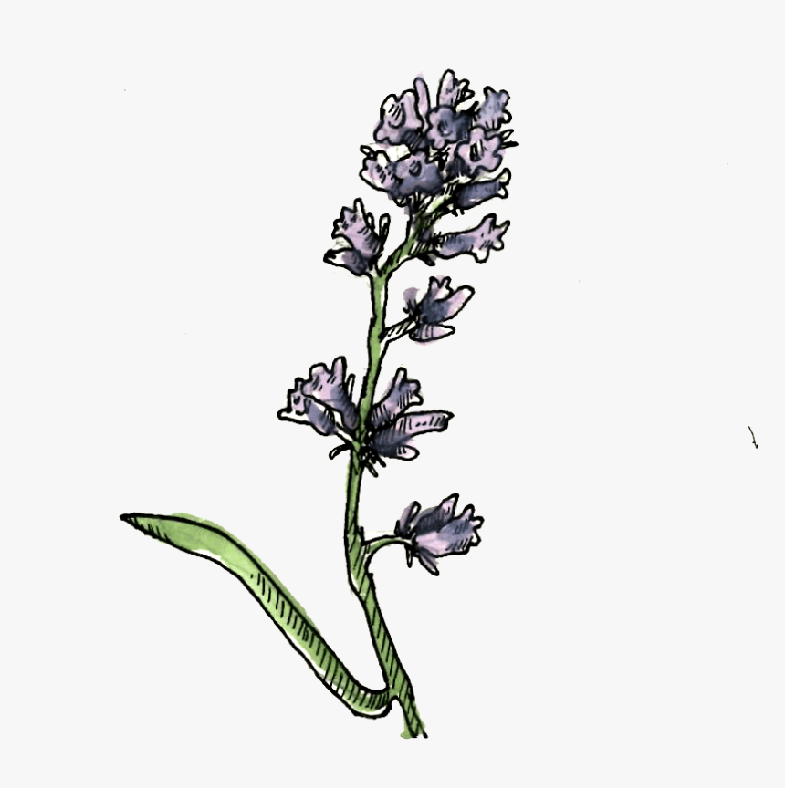 Eriodictyon Parryi Illustration - Neotinea Ustulata, HD Png Download, Free Download