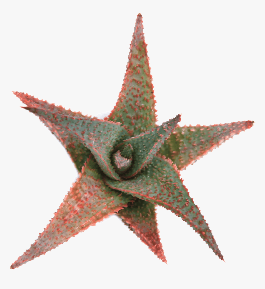 Aloes, HD Png Download, Free Download